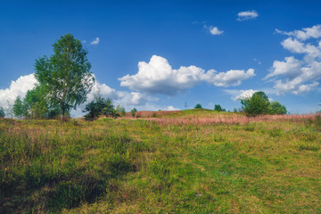 Landscape early spring trees with open leaves against the sky and white clouds.