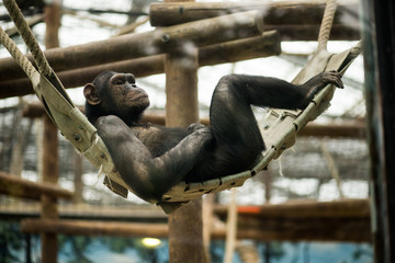 A female bonobo chimpanzee swings bored on a swing in his zoo enclosure.