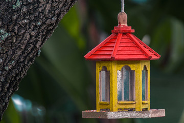 Yellow bridhouse with a red roof on a mahogany tree