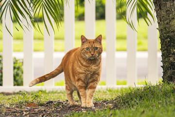 Cat in the back yard