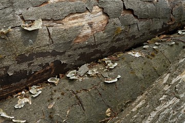 Rotting tree logs in the forest
