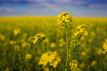 Obraz premium Rapeseed field on a sunny day with clear skies