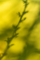 Shadow of blooming tree branch on yellow background