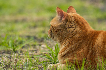 Orange tabby in the back yard looking away from camera