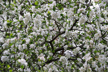 Obraz premium View of a blooming Apple tree in the garden. Many beautiful white flowers with delicate petals.
