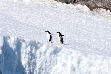 Adelie penguins on ice (Hope Bay, Antarctica)