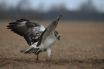dorosły myszołow biały © Pawel