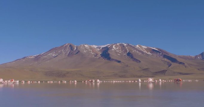 Young and Adults James Flamingos (Phoenicoparrus jamesi) Feeding in Laguna Hedionda (Stinking Lagoon) in Uyuni Desert