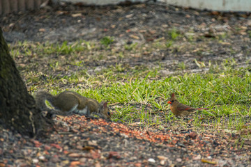 Squirrel with female cardinal