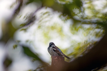 brown sparrow on bokeh background