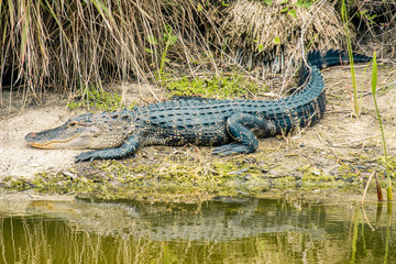 alligator in the swamp