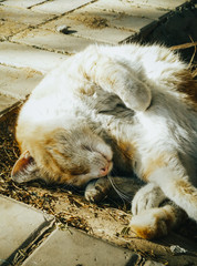 Beautiful stray cat sleeping next to a tree