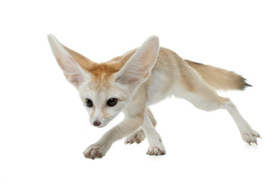 Fennec Fox On A White Background In Studio