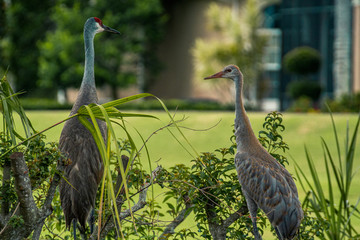 Sandhill Crane adult with baby
