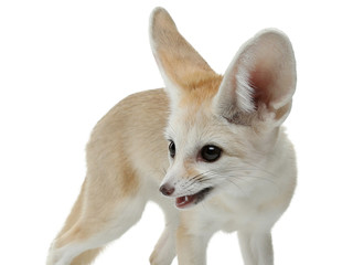 fennec fox on a white background in studio