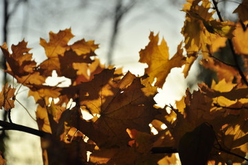 autumn in the park