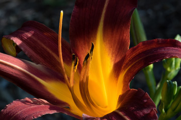 close up of a Lilly
