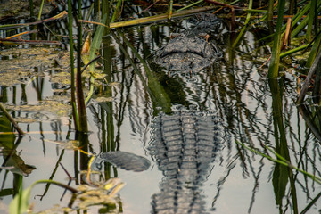 alligator back and head in the grassy marsh