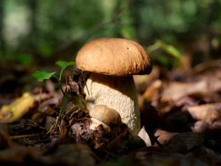 White mushrooms in the woods, on a background of leaves, bright sunlight