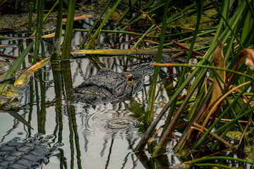 Alligator head just above the water