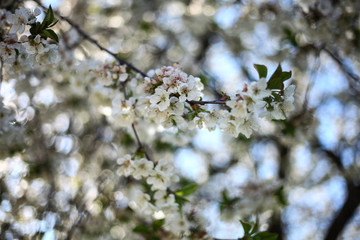 blooming pear  branch,romantic spring background