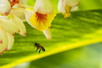 bee on flower