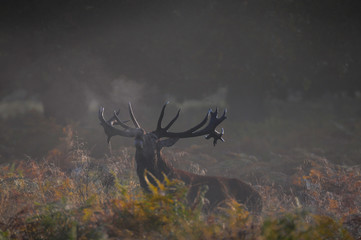 Jeleń szlachetny na rykowisku © Pawel