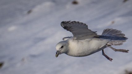 The Fulmar. A common seabird along the shores of Iceland.