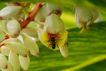 bee on a flower
