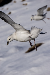 The Fulmar. A common seabird along the shores of Iceland.