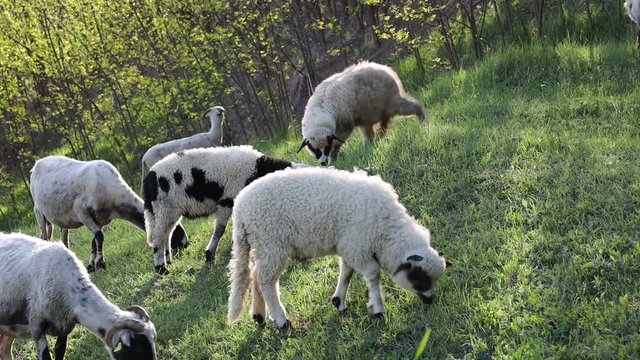 4k video of lambs grazing on field. Beautiful rural landscape
