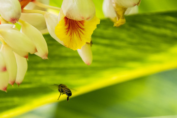 bee on yellow flower
