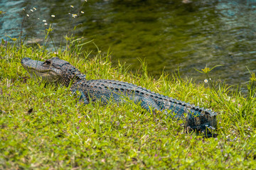 Alligator sunning on riverbank