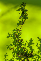 Green branch with small leaves with shadows behind it. Natural background with copy space