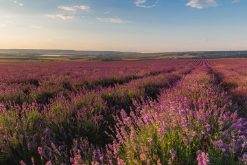 Beautiful landscape with a lavender field at sunset. The lavender field blooms in summer.