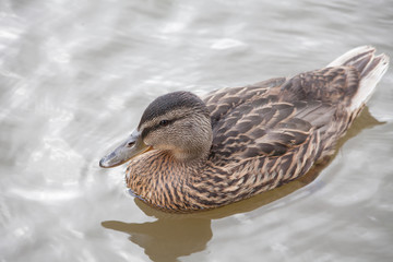 duck on the water