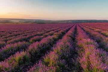 Naklejka na ściany i meble Beautiful landscape with a lavender field at sunset. The lavender field blooms in summer.