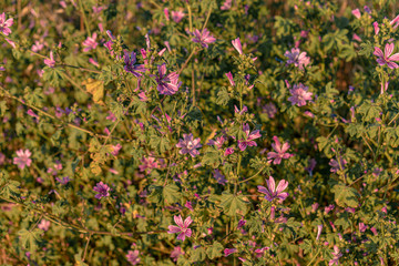 Flores violetas 