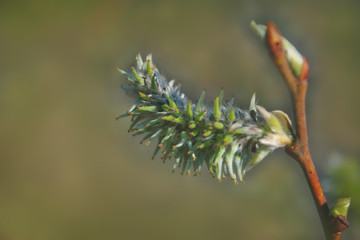 A branch of a plant with young blooming leaves on a blurred background close-up. Spring background.
