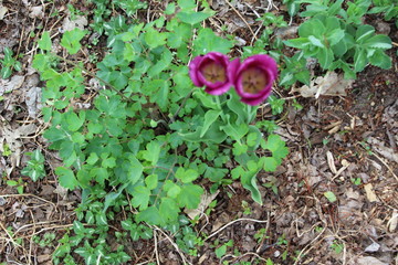 green plant growing in the garden