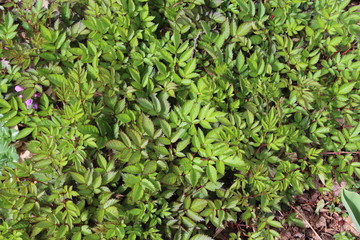 green leaves background