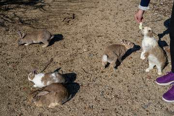 Feeding wild rabbits on Okunoshima ( Rabbit Island ). Numerous feral rabbits that roam the island, they are rather tame and will approach humans. Hiroshima Prefecture, Japan