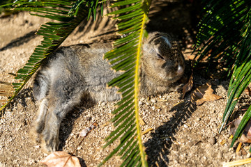 Cute wild rabbits on Okunoshima ( Rabbit Island ). Numerous feral rabbits that roam the island, they are rather tame and will approach humans. Hiroshima, Japan