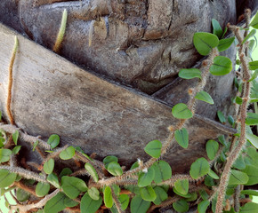 Tree trunk photograph