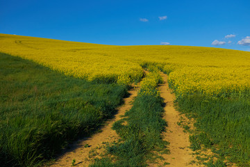 Ground road in rapeseed field with  green meadow in the foreground and blue sky