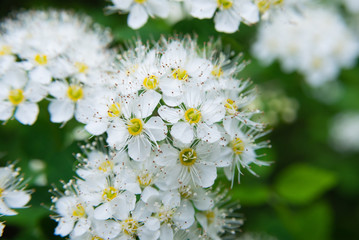 macro photo of white spirea inflorescences
