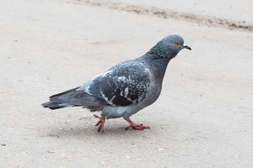 
gray dove on the pavement
