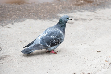 gray dove on the pavement