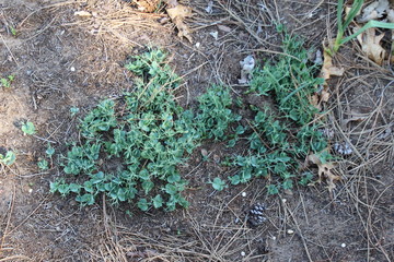 green moss on the ground