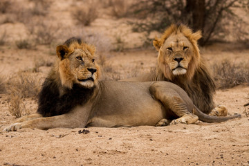Two lion brothers in Kalahari South Africa